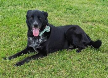 Border Collie and Labrador Retriever Dogs Available for Adoption in Dalworthington Gardens, Texas - Cody | PetCurious