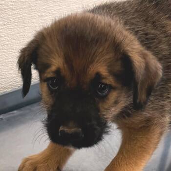 109033 -  Mixed Breed Dog for Adoption in Las Cruces, New Mexico - 109033 | PetCurious
