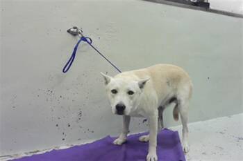 German Shepherd Dog and Mixed Breed Dogs Available for Adoption in Houston, Texas - ROYCE | PetCurious