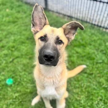 Clide -  German Shepherd Dog and Mixed Breed Dog for Adoption in Brownsboro, Alabama - Clide | PetCurious