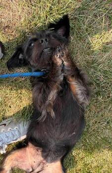 Bailey -  Shih Tzu Dog for Adoption - Bailey | PetCurious