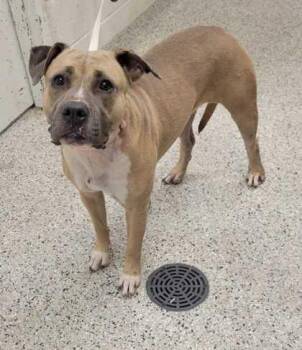 Trish -  Pit Bull Terrier and Mixed Breed Dog for Adoption in Kansas City, Missouri - Trish | PetCurious