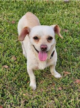 Rescue Jack Russell Terrier Dogs for Adoption in Dickinson, Texas - Toby | PetCurious