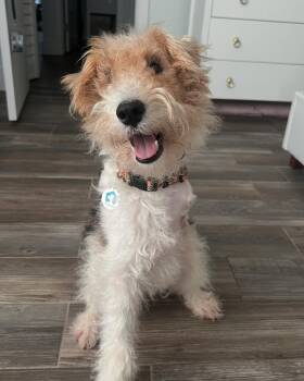 Tucker -  Fox Terrier Dog for Adoption in Osteen, Florida - Tucker | PetCurious