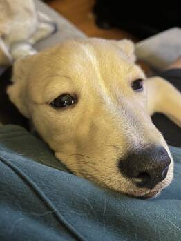 Shepherd and Terrier Dogs Available for Adoption in Severance, Colorado - Bonnie | PetCurious