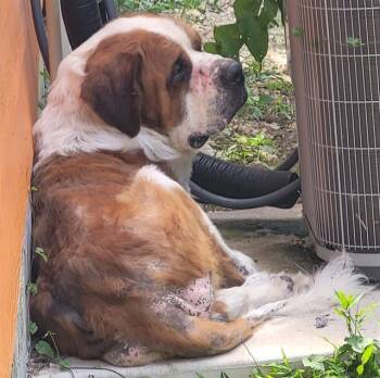 MOZART -  Saint Bernard Dog for Adoption in San Antonio, Texas - MOZART | PetCurious