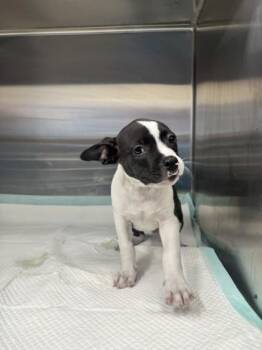 Alvin -  Shepherd and Terrier Dog for Adoption in San Antonio, Texas - Alvin | PetCurious