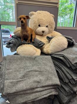 Chihuahua Dogs Available for Adoption in Hilton Head Island, South Carolina - Daisy | PetCurious