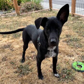 Sam "I Can Hear You" Baked Ham -  Australian Cattle Dog Blue Heeler Dog for Adoption in Newport, Washington - Sam "I Can Hear You" Baked Ham | PetCurious