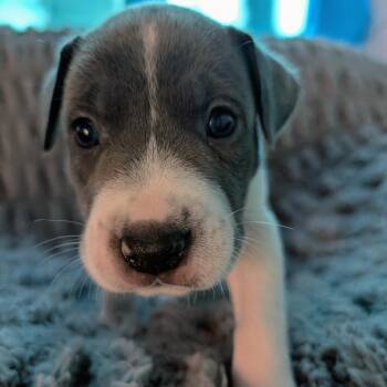 Labrador Retriever and Mastiff Dogs Available for Adoption in Fairfax Station, Virginia - Birdie Pup - Talon | PetCurious