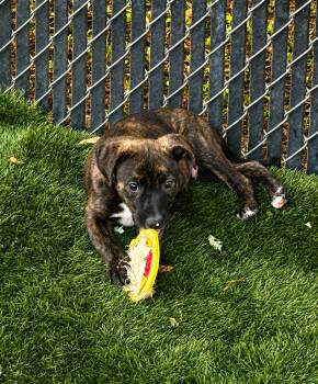 Mixed Breed Dogs Available for Adoption in Kenosha, Wisconsin - Hash | PetCurious