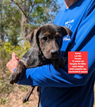 Labrador Retriever Dogs Available for Adoption - Vortex | PetCurious