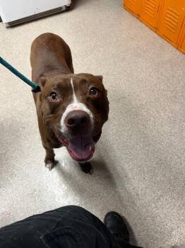 Maverick -  Pit Bull Terrier Dog for Adoption in Troy, Ohio - Maverick | PetCurious