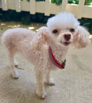 Mia -  Poodle Dog for Adoption in Urbandale, Iowa - Mia | PetCurious