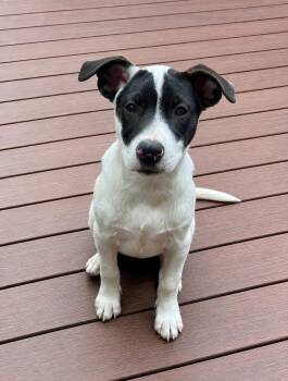 Sandy -  American Bully Dog for Adoption in Glocester, Rhode Island - Sandy | PetCurious