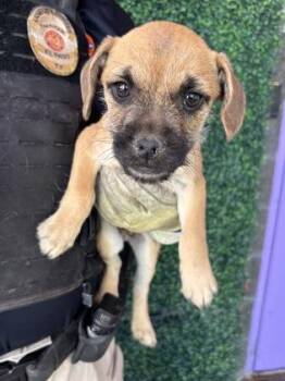 Fox Terrier and Mixed Breed Dogs Available for Adoption in El Paso, Texas - 60912861 | PetCurious