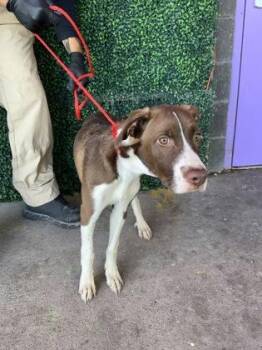 Retriever and Mixed Breed Dogs Available for Adoption - 60596601 | PetCurious