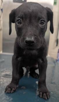 Labrador Retriever Dogs Available for Adoption in Mobile, Alabama - TAZ | PetCurious