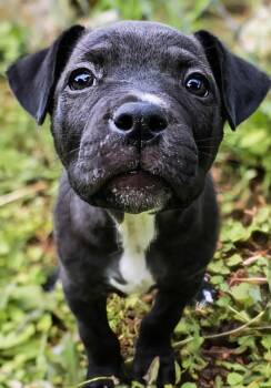 Roscoe -  Staffordshire Bull Terrier Dog for Adoption in Maryville, Tennessee - Roscoe | PetCurious