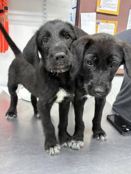 Dalpe / Tyson -  Labrador Retriever and Mixed Breed Dog for Adoption in Broomfield, Colorado - Dalpe / Tyson | PetCurious