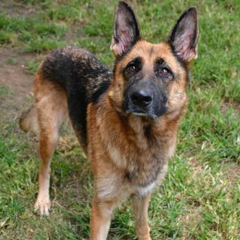 Sofia Vegara -  German Shepherd Dog Dog for Adoption in Beaumont, Texas - Sofia Vegara | PetCurious