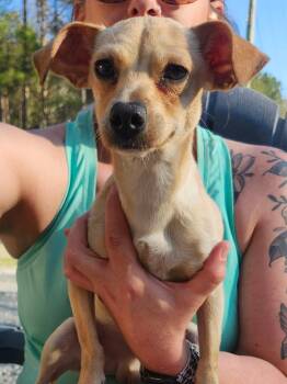 ROBERTO -  Chihuahua Dog for Adoption in Northlake, Illinois - ROBERTO | PetCurious