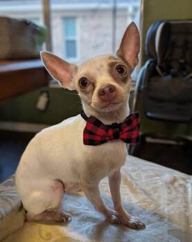 EDDIE -  Chihuahua Dog Available for Adoption in The Woodlands, Texas - EDDIE | PetCurious