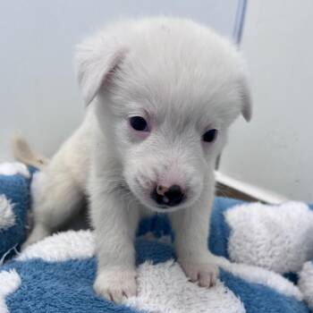 Powder -  Australian Shepherd and Mixed Breed Dog Available for Adoption in Kanab, Utah - Powder | PetCurious