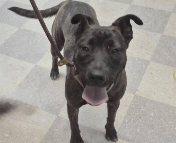 Pit Bull Terrier and Mixed Breed Dogs Available for Adoption in Albuquerque, New Mexico - CHISPA | PetCurious
