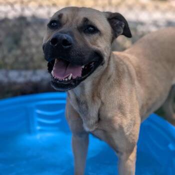 Mimi - Butler Campus -  Black Mouth Cur Dog for Adoption in Flagstaff, Arizona - Mimi - Butler Campus | PetCurious