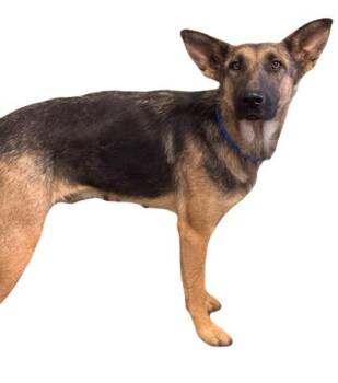 Rescue German Shepherd Dog Dogs for Adoption in Red Bluff, California - Harriet | PetCurious