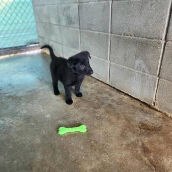 Rescue German Shepherd Dog Dogs for Adoption in Hampton, Virginia - Nova Sol | PetCurious