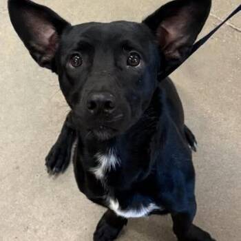 Beetle Juice -  Corgi and Mixed Breed Dog for Adoption - Beetle Juice | PetCurious
