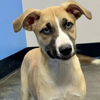 Rescue Shepherd Dogs for Adoption in Milton, Georgia - BabyBel | PetCurious