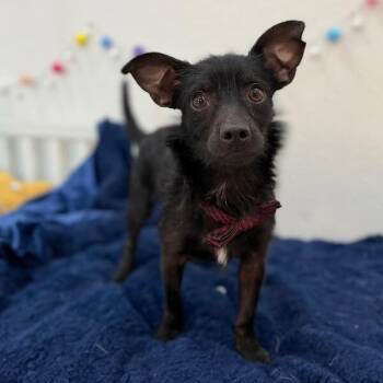 Wirehaired Terrier and Chihuahua Dogs Available for Adoption in Friendswood, Texas - Jellybean Wigglebutt | PetCurious