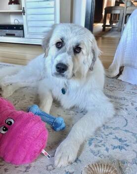 Denali (Great Pyr X Golden Retriever) -  Great Pyrenees Dog for Adoption in Kirkland, Washington - Denali (Great Pyr X Golden Retriever) | PetCurious