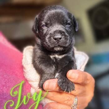 Ivy -  Mixed Breed Dog for Adoption in Northville, Michigan - Ivy | PetCurious