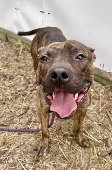Dionysus -  Pit Bull Terrier Dog for Adoption in Chicago, Illinois - Dionysus | PetCurious
