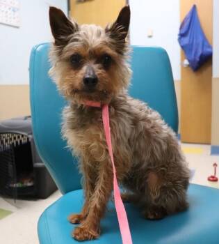 Doodlebug -  Yorkshire Terrier Dog for Adoption in Sioux City, Iowa - Doodlebug | PetCurious