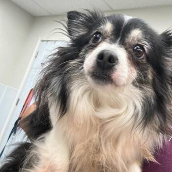 Belle -  Mixed Breed Dog for Adoption in Fredericksburg, Virginia - Belle | PetCurious