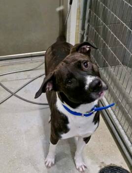 Andy -  Pit Bull Terrier and Shepherd Dog for Adoption in Detroit Lakes, Minnesota - Andy | PetCurious