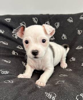 Shih Tzu and Terrier Dogs Available for Adoption in Lawrenceville, Georgia - Scooter  | PetCurious