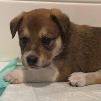 Martina McBride -  Australian Cattle Dog Blue Heeler and Mixed Breed Dog for Adoption in St. Peters, Missouri - Martina McBride | PetCurious