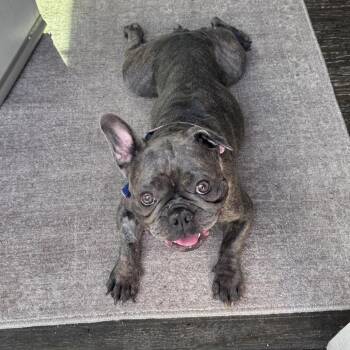 Stumps Gumpdumpling -  French Bulldog Dog for Adoption in Los Angeles, California - Stumps Gumpdumpling | PetCurious