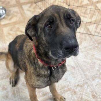 German Shepherd Dog Dogs Available for Adoption in Worcester, Massachusetts - Megara | PetCurious
