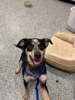 Valvoline -  Cattle Dog and Mixed Breed Dog for Adoption in Mustang, Oklahoma - Valvoline | PetCurious