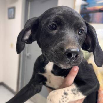 Australian Cattle Dog Blue Heeler and Mixed Breed Dogs Available for Adoption in New York, New York - Patsy Cline | PetCurious