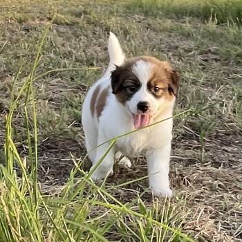Muffin -  Great Pyrenees and Labrador Retriever Dog for Adoption in Sadler, Texas - Muffin | PetCurious