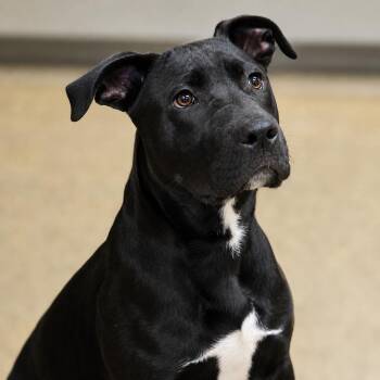 Diesel -  Black Labrador Retriever and Mixed Breed Dog for Adoption in Wickenburg, Arizona - Diesel | PetCurious