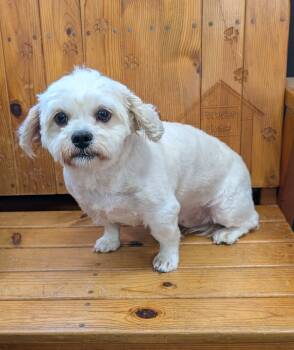 Pebbles -  Shih Tzu and Bichon Frise Dog for Adoption in Parsons, Kansas - Pebbles | PetCurious